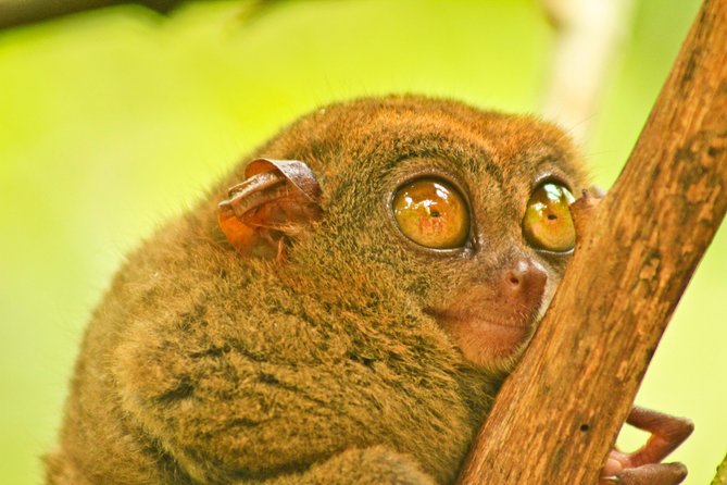 Private Day Trip Cebu to Bohol w/ Chocolate Hills & Loboc Cruise - Meeting the tiny tarsiers at Corella