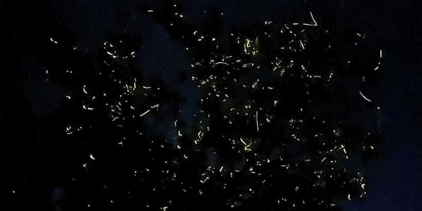 Private Firefly Watching Night Cruise on Bohol Abatan River - The 30 to 40 minutes on the water