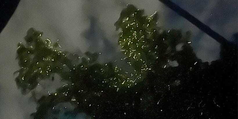 Private Firefly Watching Night Cruise on Bohol Abatan River - Who will enjoy this Abatan River outing