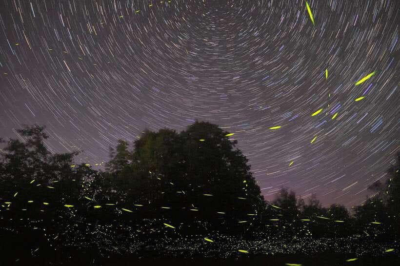 Puerto Princesa: Firefly Watching Bay Cruise with Dinner - Why this evening works so well in Puerto Princesa