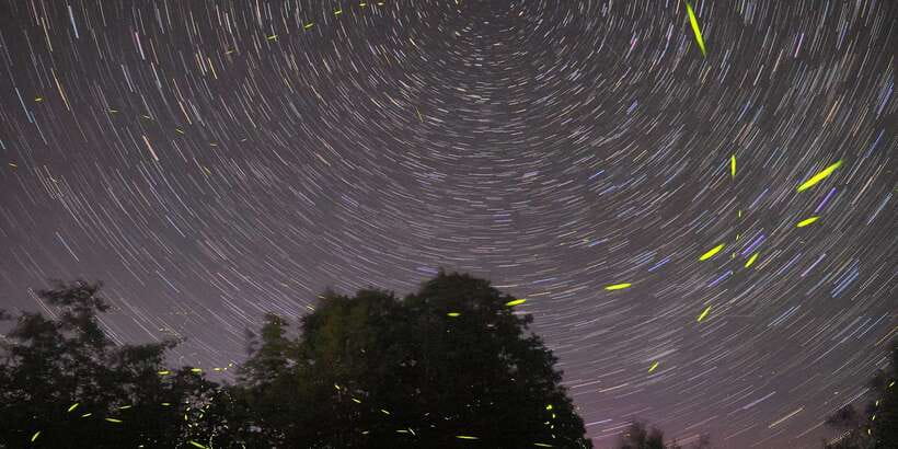 Puerto Princesa: Firefly Watching Bay Cruise with Dinner - Dinner, guides, and the human side of the trip