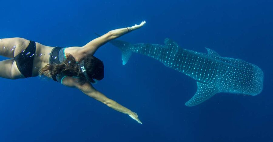 Puerto Princesa: Swim with Whale Sharks Boat Cruise - Key points before you book
