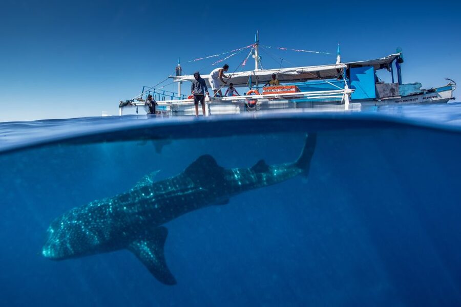 Puerto Princesa: Swim with Whale Sharks Boat Cruise - Why this Puerto Princesa whale shark trip is different