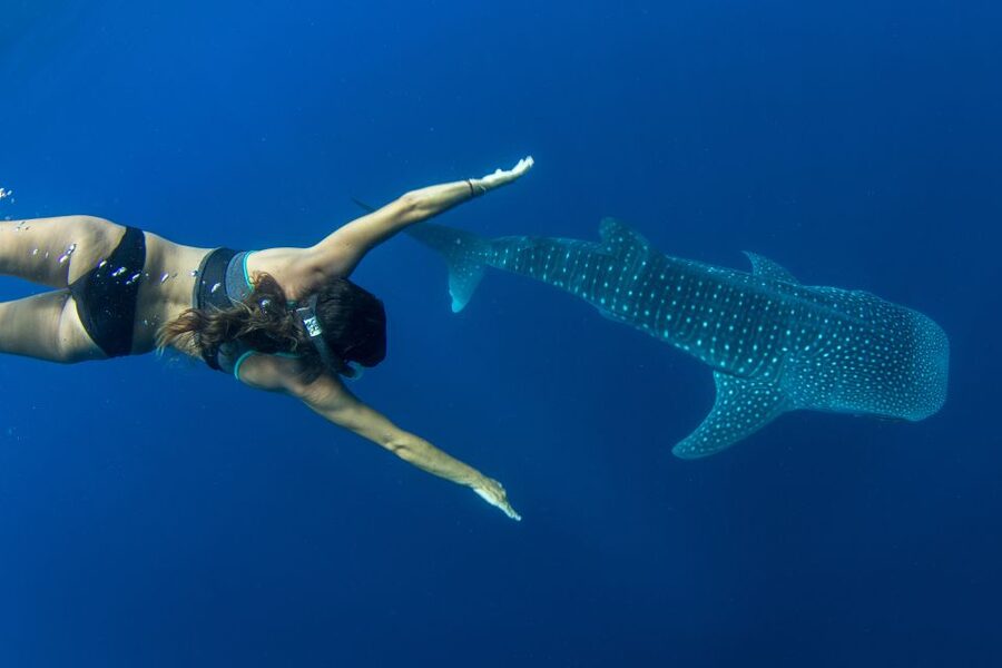 Puerto Princesa: Swim with Whale Sharks Boat Cruise - Local fishermen help guide the search