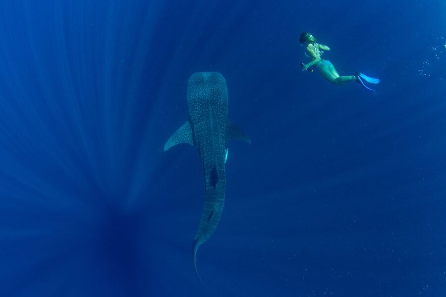 Puerto Princesa: Swim with Whale Sharks Boat Cruise - Is $60 good value?
