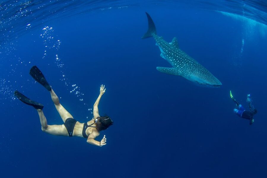 Puerto Princesa: Swim with Whale Sharks Boat Cruise - Hotel pickup and the run to Baywalk