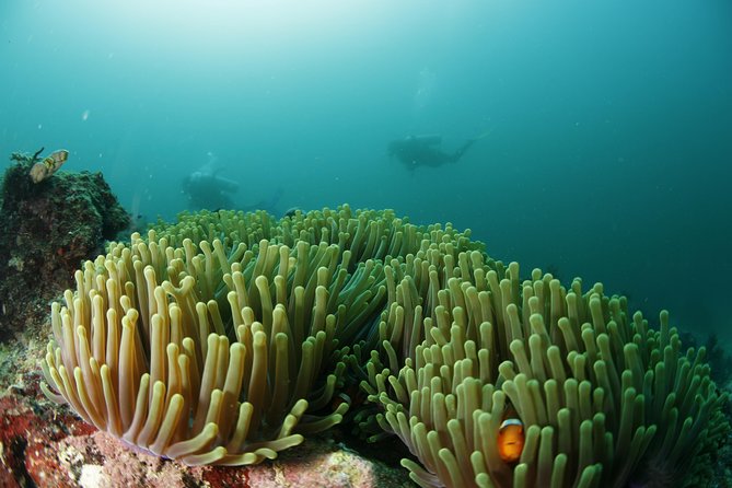 Scuba Diving in Boracay: SSI Basic Diver for Beginners - The equipment you will wear underwater