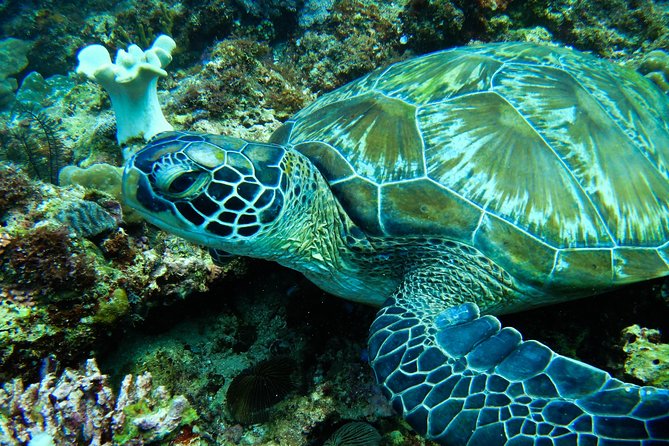 Scuba Diving in Boracay: SSI Basic Diver for Beginners - Practical planning for a calm first session