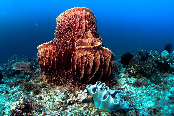 Scuba Diving in Boracay: SSI Basic Diver for Beginners - Your four-hour route from briefing to boat