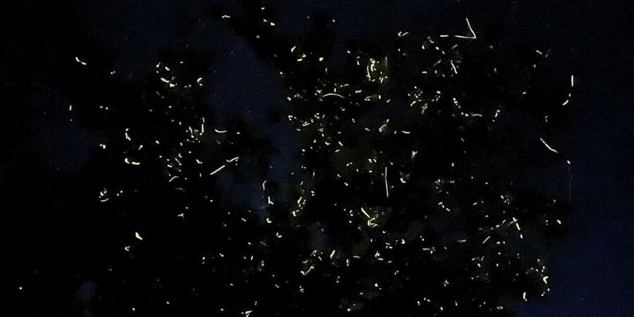 Shared Firefly Watching Cruise on Bohol’s Scenic Loboc River - Reaching the Loboc River after sunset