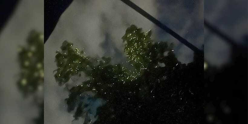 Shared Firefly Watching Cruise on Bohol’s Scenic Loboc River - What the $32 price includes
