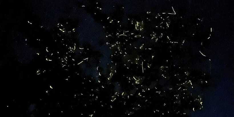 Shared Firefly Watching Cruise on Bohol’s Scenic Loboc River - What to bring for the night cruise