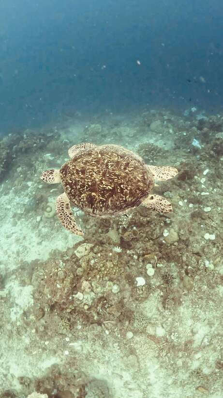 Siquijor: Freediving Adventure with Lunch and Beach Time - What This Siquijor Day Trip Really Offers
