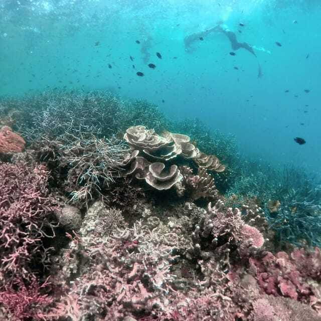 Siquijor: Freediving Adventure with Lunch and Beach Time - Paliton Beach and the Sunset Finish