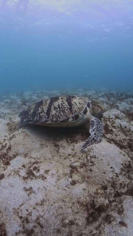 Siquijor: Freediving Adventure with Lunch and Beach Time - Tulapos Marine Sanctuary and the First Underwater Session