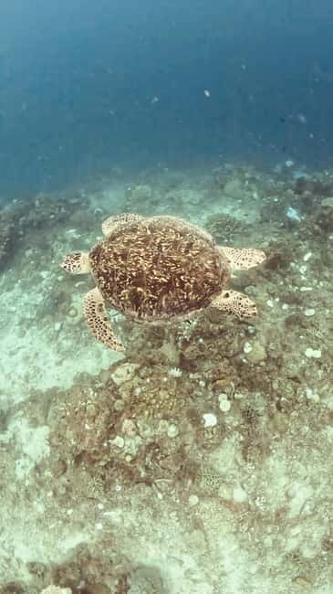 Siquijor: Jeepney Island Tour with Snorkeling - Riding an open Jeepney around Siquijor