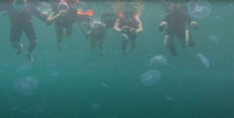 Sohoton Cove: Swim with Jellyfish & Explore Hidden Lagoons - The five details that shape your day
