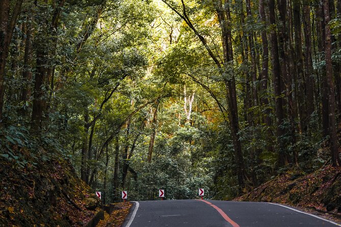 The tour of the must-see sites of Bohol - Loboc River: a final panoramic stop