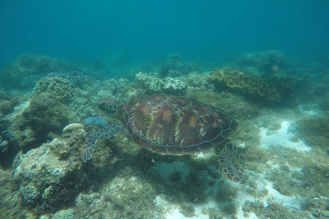 Whale Shark, Canyoneering, Sardines Run and Turtles with Transpo - What this Cebu day is really like