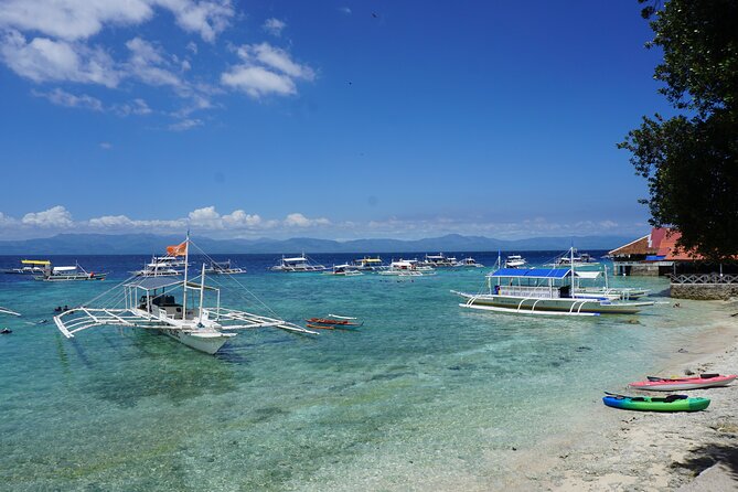 Whale Shark, Canyoneering, Sardines Run and Turtles with Transpo - Oslob whale sharks: a close encounter with a difficult question