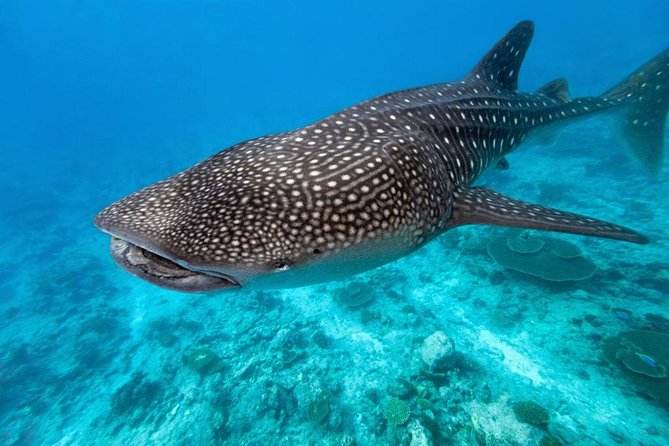 Whale Shark Encounter and Sumilon Sandbar with Kawasan Falls - Tumalog Falls, a quick stop with a local extra