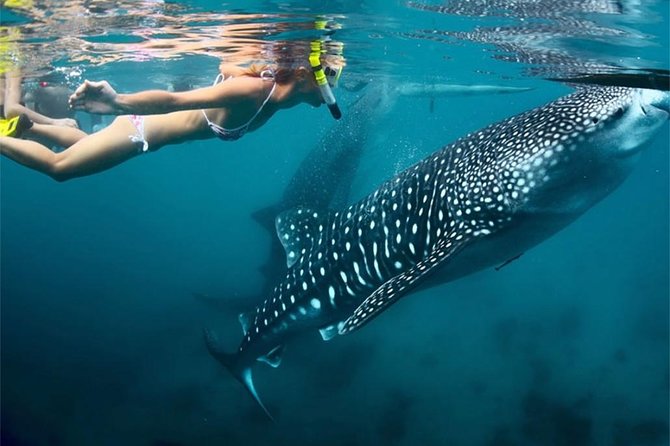 Whale Shark Encounter and Sumilon Sandbar with Kawasan Falls - Crowds, toilets, and other realities to accept