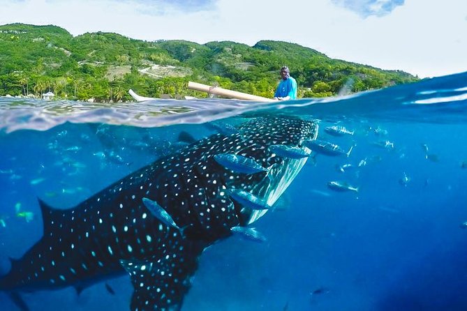 Whale Shark Encounter and Tumalog Waterfalls Tour - Why the whale shark encounter draws the crowd