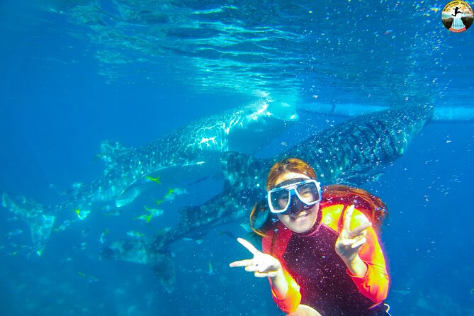 Whale Shark Swimming, Tumalog Falls and Kawasan Canyoneering - Key points at a glance
