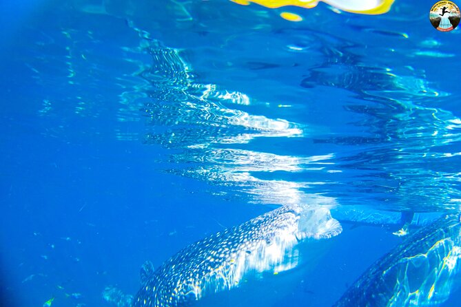 Whale Shark Swimming, Tumalog Falls and Kawasan Canyoneering - Why this Cebu day trip demands an early start