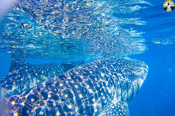 Whale Shark Swimming, Tumalog Falls and Kawasan Canyoneering - Kawasan canyoneering, the day’s hardest test
