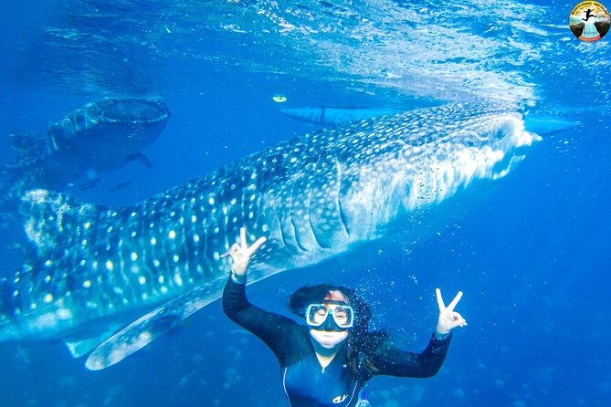 Whale Shark Swimming, Tumalog Falls and Kawasan Canyoneering - Swimming beside whale sharks in Oslob