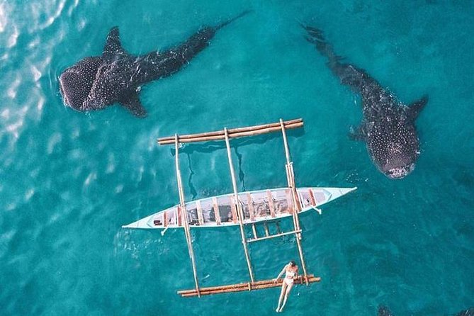 Whale Shark & Tumalog Falls & Sumilon Sandbar & Pescador Island with Sardines - Pescador Island and the question of snorkeling quality