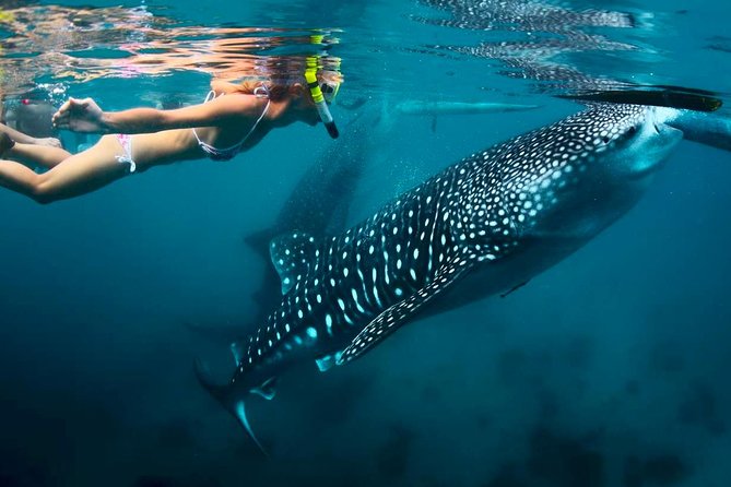 Whale Shark Watching and Sumilon Sandbar Private Tour Package - Swimming with the whale sharks in Oslob
