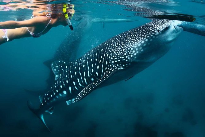 Whale Shark Watching & Tumalog Falls & Kawasan Falls - Why this south Cebu day trip works