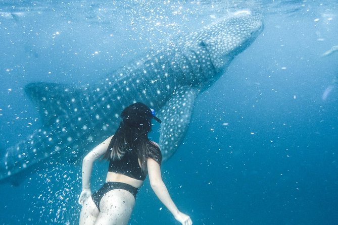 Whale Shark Watching & Tumalog Falls & Kawasan Falls - What the price includes, and what it does not