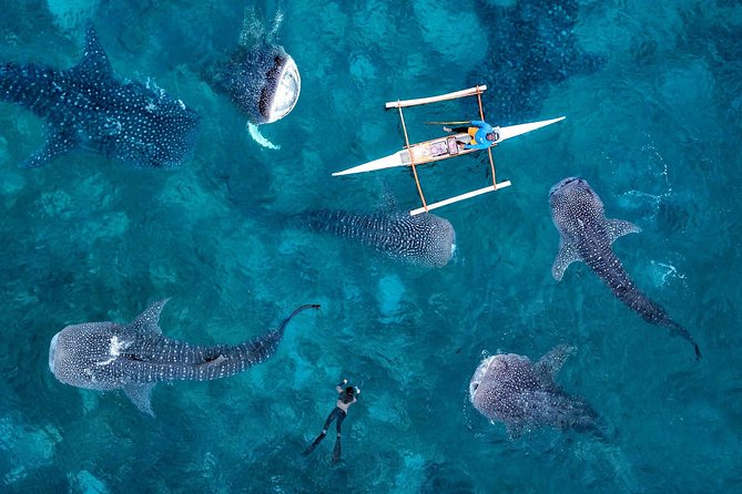 Whale Shark Watching & Tumalog Falls & Kawasan Falls - Tumalog Falls for an hour of cool water