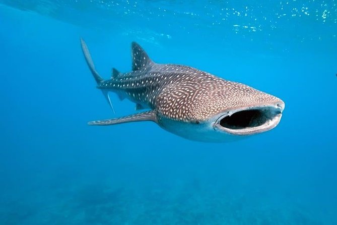 Whale Shark Watching with Sumilon Sandbar and Kawasan Falls Tour - Tumalog Falls adds a short Oslob break