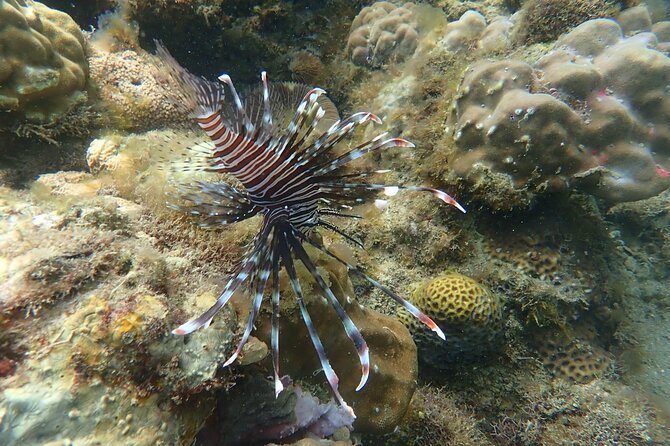 Wonderful Snorkeling Trip from Manila! updated 2023*** - Who will enjoy this day most?
