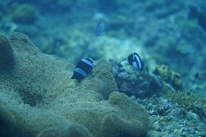 Wonderful Snorkeling Trip from Manila! updated 2023*** - Four to five hours around the coral